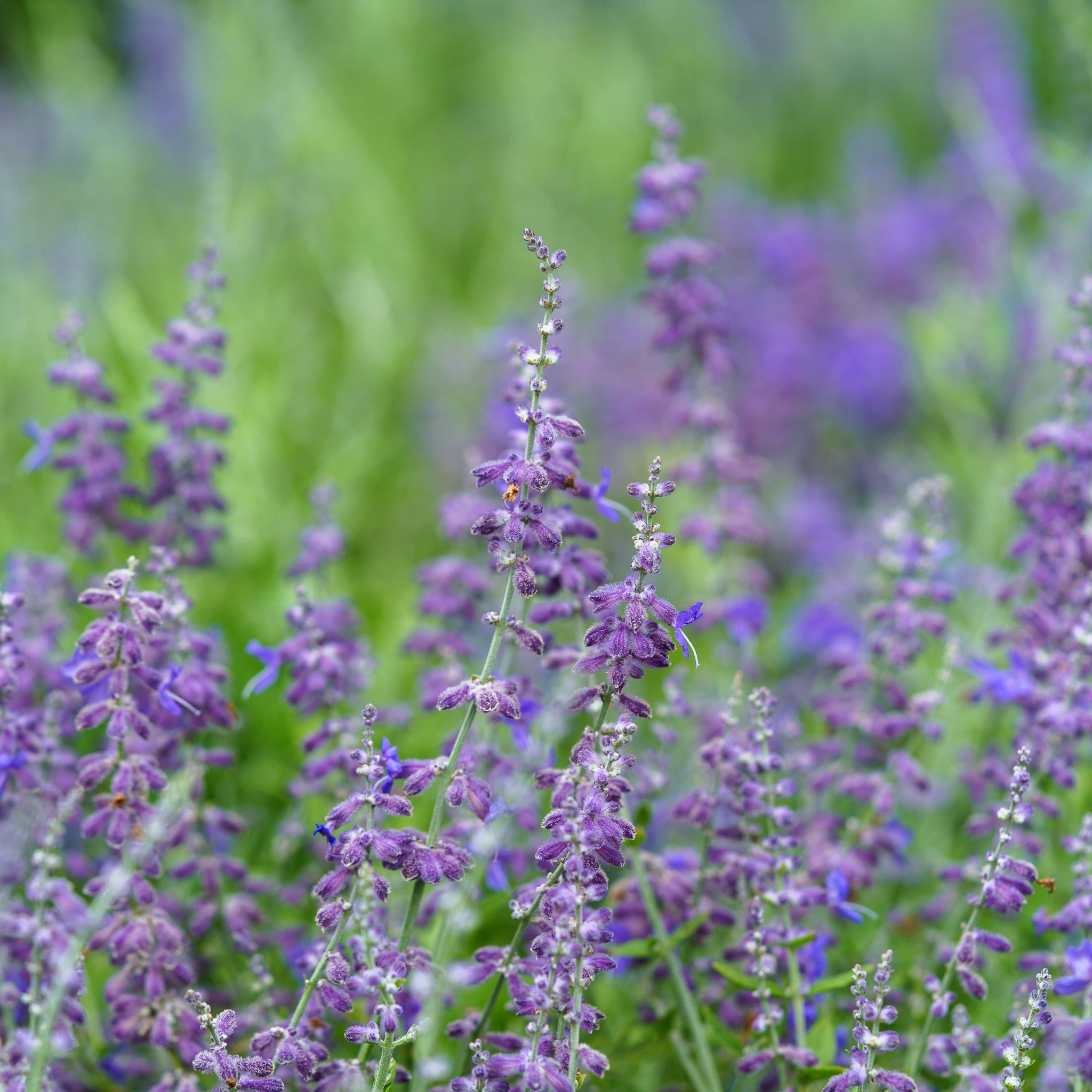 plant showdown russian sage v lavender Russian Sage – Plant Detectives
