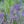 Load image into Gallery viewer, Russian Sage
