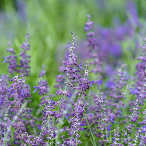 Russian Sage