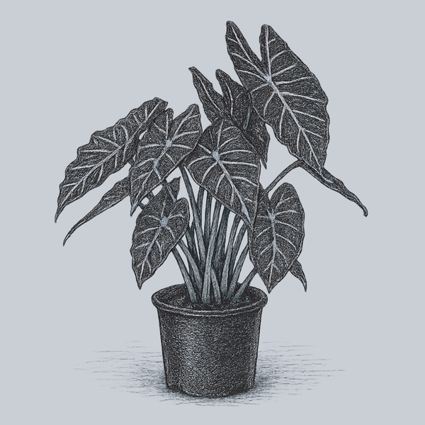 Safari Morocco Elephant Ear