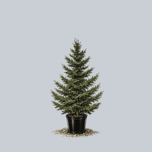 Sakhalin Spruce