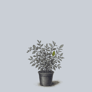 Salal