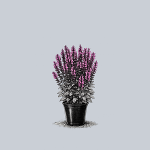 Sallyrosa Jumbo Pink Meadow Sage