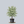 Load image into Gallery viewer, Samaritan Kousa Dogwood

