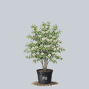 Samaritan Kousa Dogwood