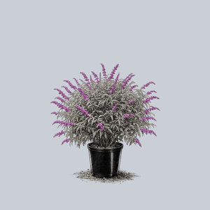Santa Barbara Mexican Bush Sage