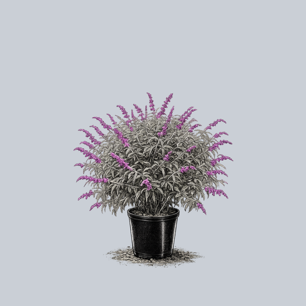 Santa Barbara Mexican Bush Sage