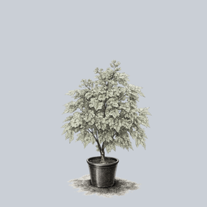 Santiam Snows Big Leaf Maple