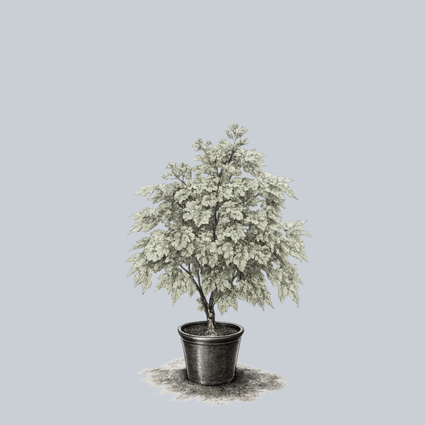 Santiam Snows Big Leaf Maple