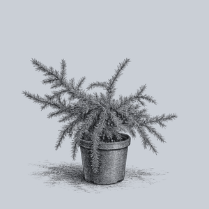 Sapphire Nymph Atlas Cedar