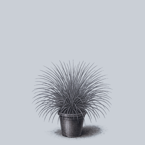 Sapphire Blue Oat Grass