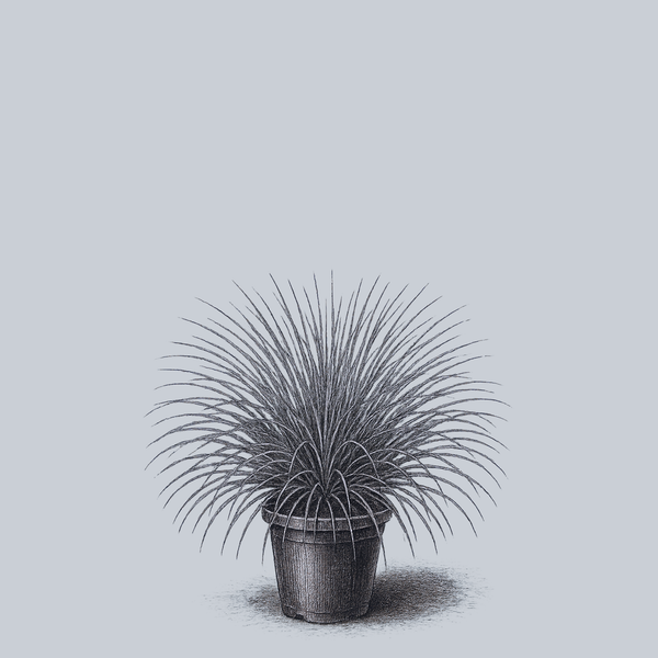 Sapphire Blue Oat Grass