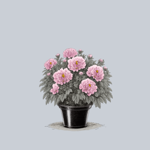 Sarah Bernhardt Peony