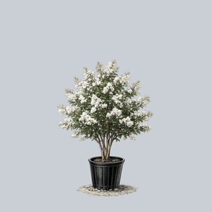 Sarah's Favorite Crape Myrtle