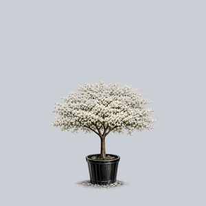 Sargent Crabapple