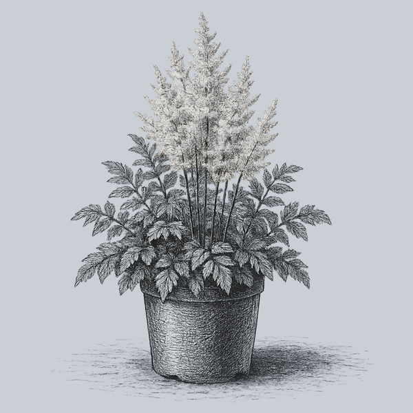Satin Pearls Astilbe