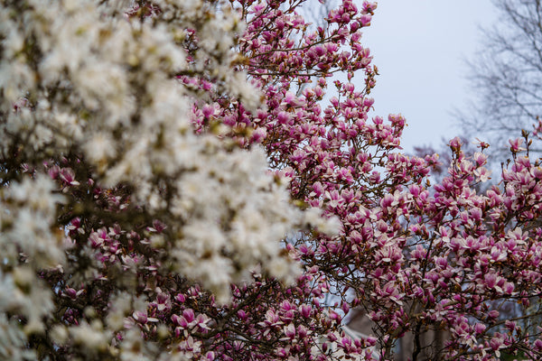 Saucer Magnolia - Magnolia - Flowering Trees