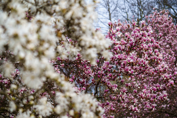 Saucer Magnolia - Magnolia - Flowering Trees