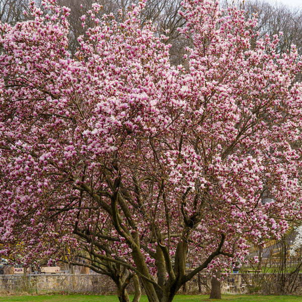 Saucer Magnolia - Magnolia - Flowering Trees