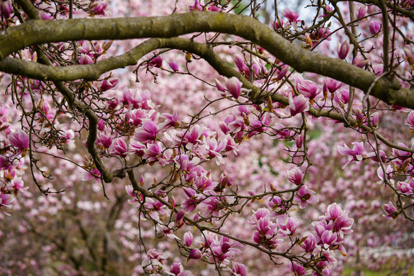 Saucer Magnolia - Magnolia - Flowering Trees