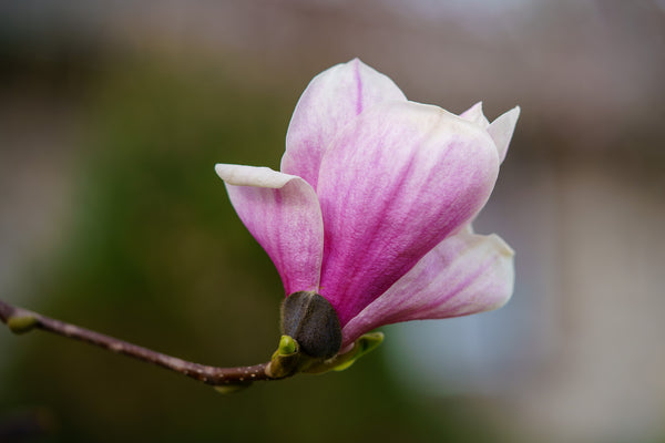 Saucer Magnolia - Magnolia - Flowering Trees