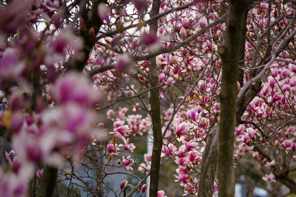 Saucer Magnolia - Magnolia - Flowering Trees