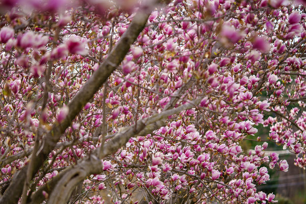 Saucer Magnolia - Magnolia - Flowering Trees