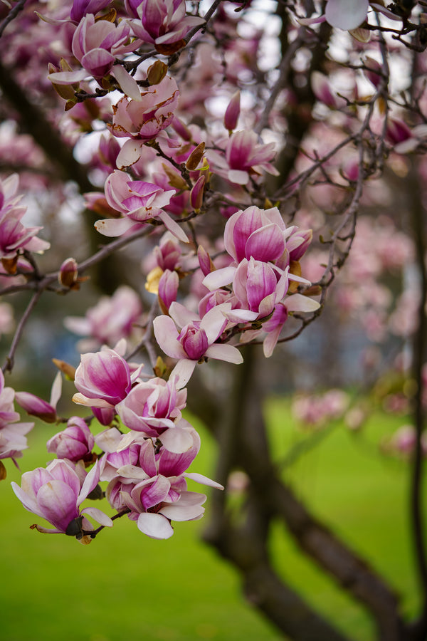 Saucer Magnolia - Magnolia - Flowering Trees