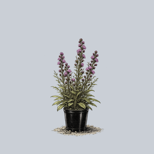 Savanna Blazing Star