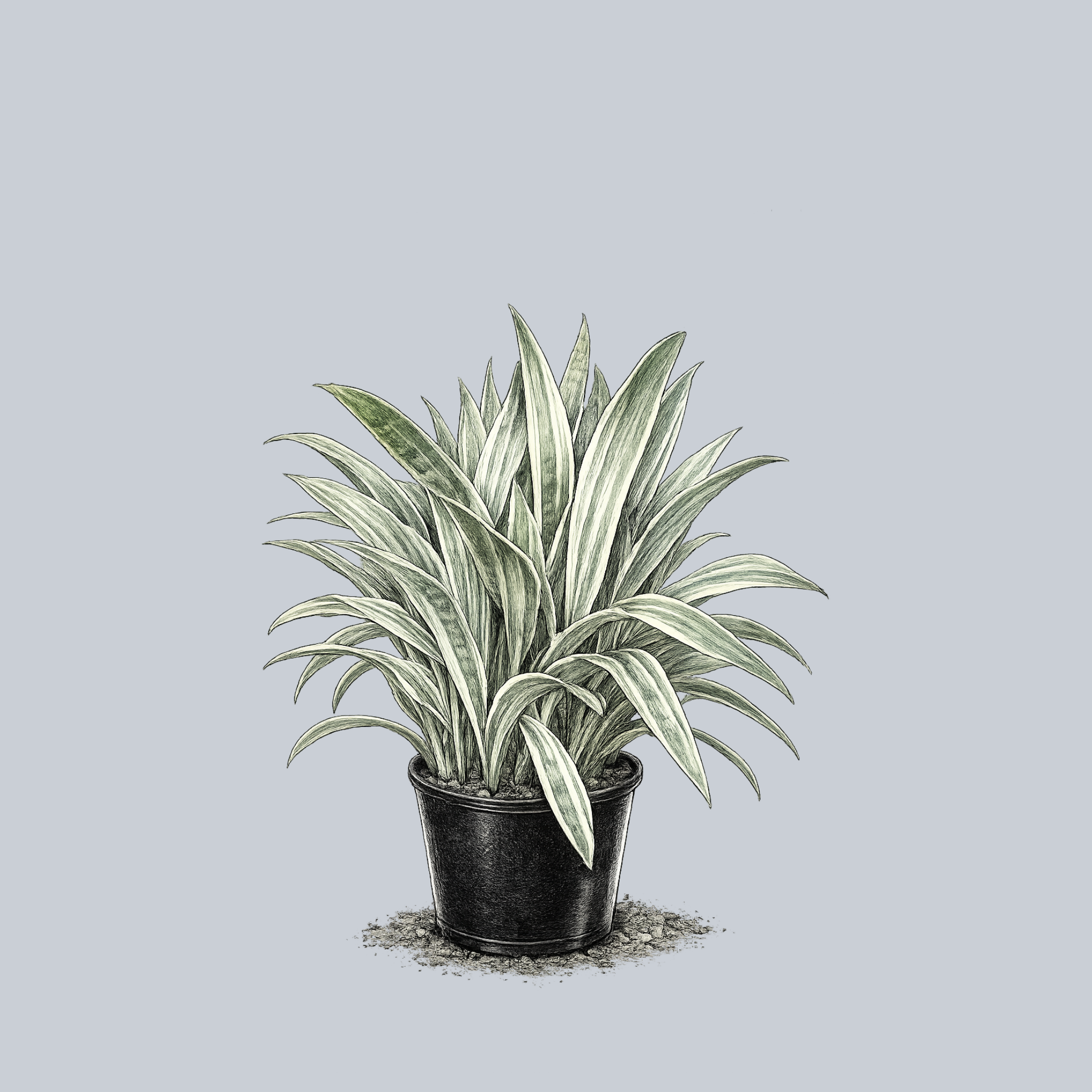 sayuri snake plant care Sayuri Snake Plant – Plant Detectives