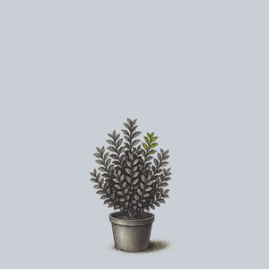 Scallywag Meserve Holly