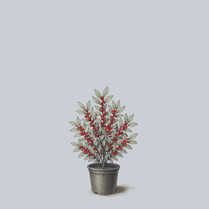 Scarlett O'Hara Winterberry Holly