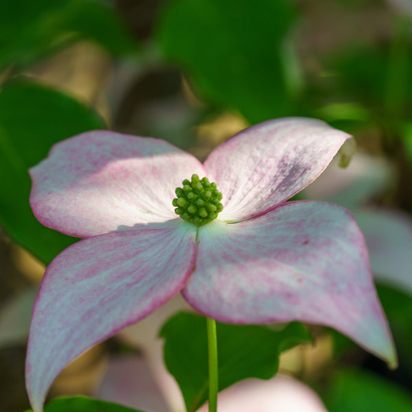 Scarlet Fire Dogwood - Dogwood Tree - Flowering Trees