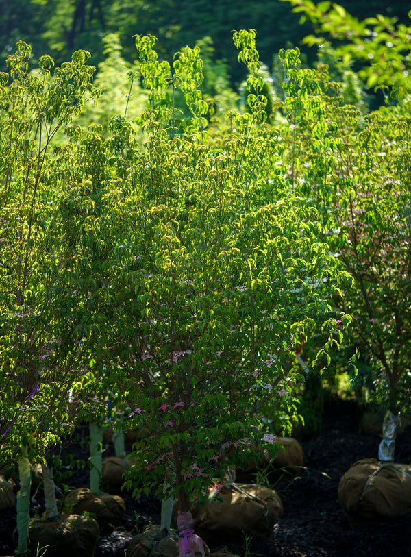 Scarlet Fire Dogwood - Dogwood Tree - Flowering Trees