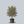 Load image into Gallery viewer, Scarlet Fire Dogwood

