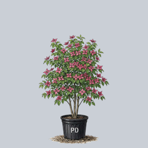 Scarlet Fire Dogwood