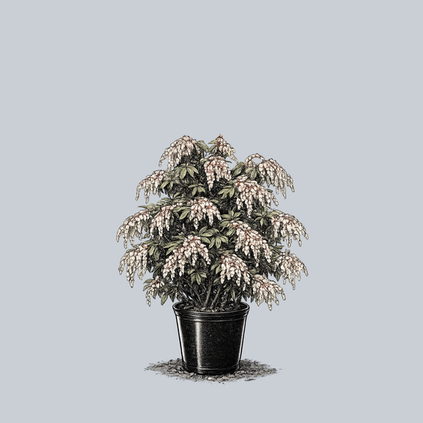 Scarlet O'Hara Pieris