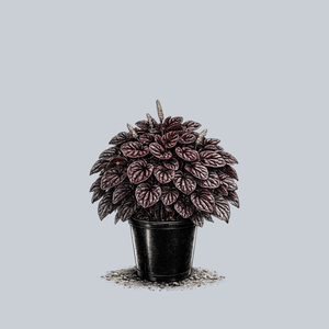 Schumi Red Peperomia