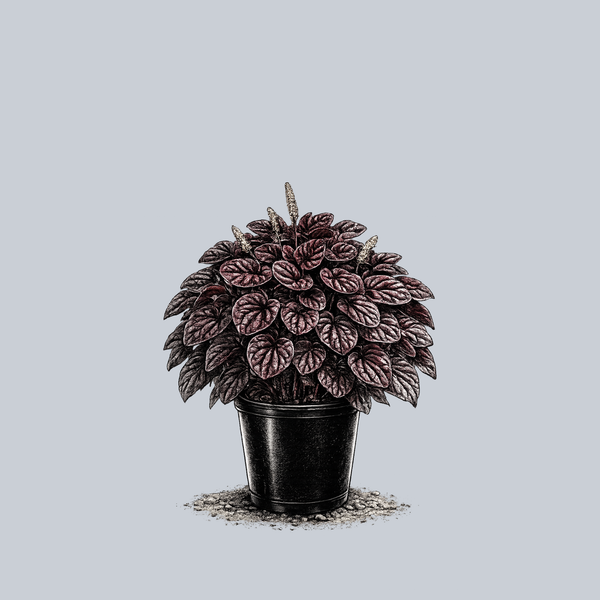 Schumi Red Peperomia