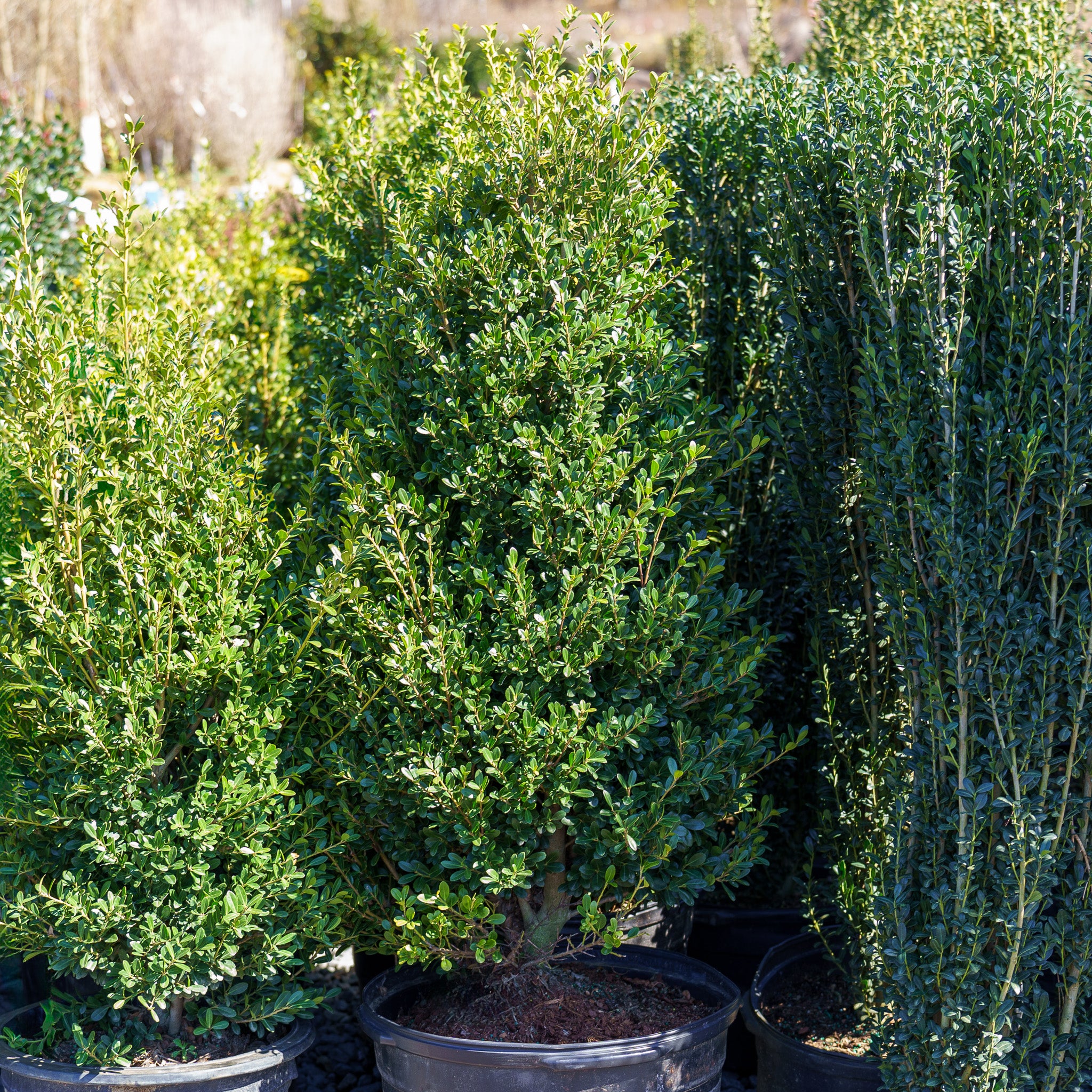 Schwoebel Japanese Holly – Plant Detectives