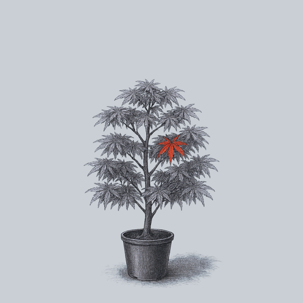 Scolopendrifolium Japanese Maple