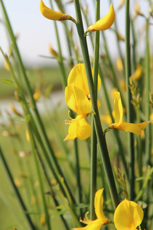 Scotch Broom Stems