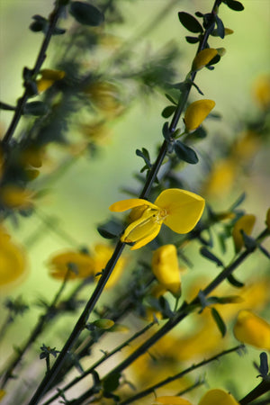 Scotch Broom Yellow Flower