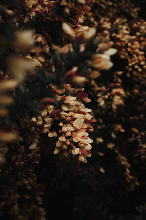 Scotch Broom Moody