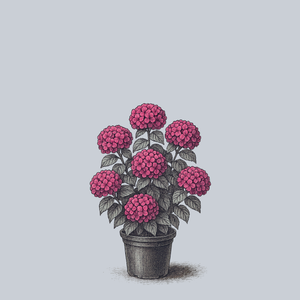 Martha's Vineyard Bigleaf Hydrangea