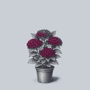 Seaside Serenade Cape Hatteras Hydrangea