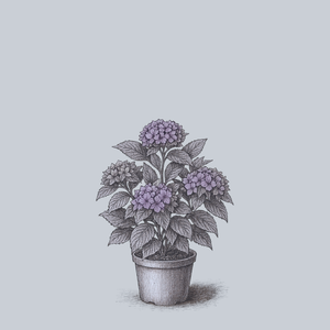 Seaside Serenade Crystal Cove Hydrangea