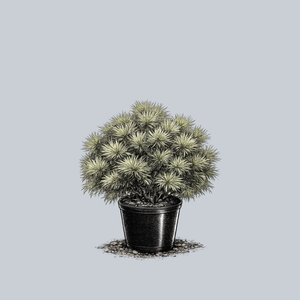 Sea Urchin Eastern White Pine