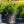 Load image into Gallery viewer, Sea Green Juniper - Juniper - Conifers
