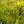 Load image into Gallery viewer, Sea Green Juniper - Juniper - Conifers
